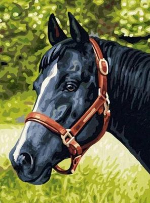 Black Horse paint by numbers