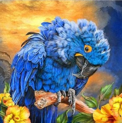 Hyacinth Macaw paint by numbers