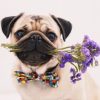 Pug Dog and Flowers paint by numbers