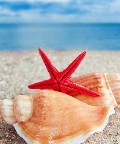 Shells and Starfish on Beach paint by numbers