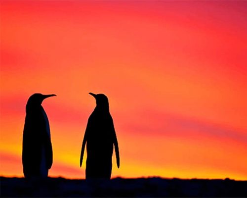 Penguins Silhouette NEW Paint By Numbers