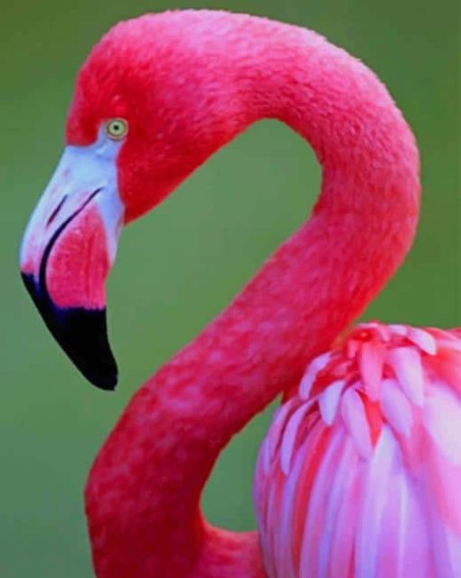 Pink Flamingo paint by numbers