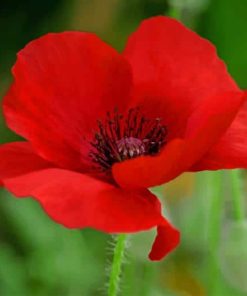 Red Poppy Flower paint by numbers