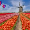 Tulips Field paint by numbers