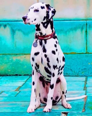 Dalmatian Dog paint by numbers