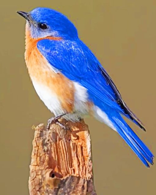 Eastern Bluebird paint by numbers