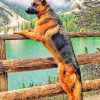 Majestic German Shepherd paint by numbers