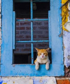 Cat Looking Through A Blue Window paint By Numbers