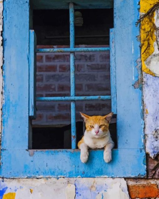 Cat Looking Through A Blue Window paint By Numbers