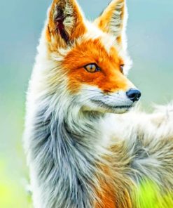 White And Orange Fox paint by numbers