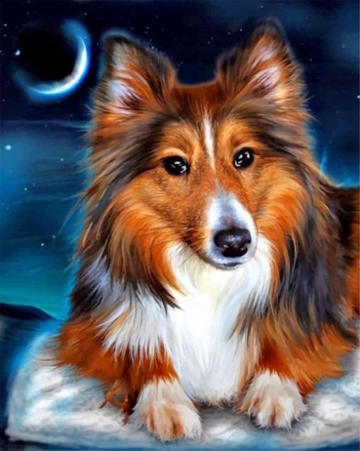 Sheltie Dog ppaint by numbers