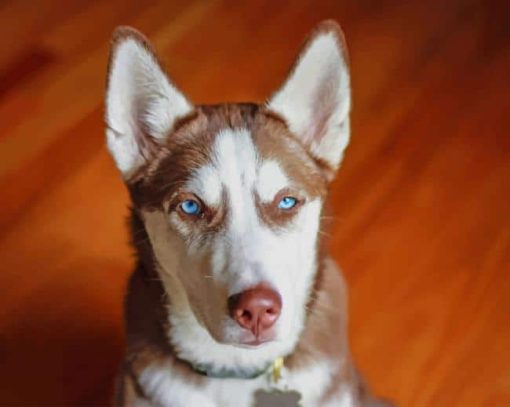 Brown-White-Serbian-Husky-paint-by-numbers