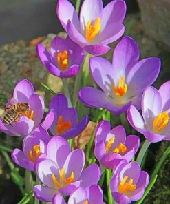 Crocus-vernus-flowers-paint-by-numbers