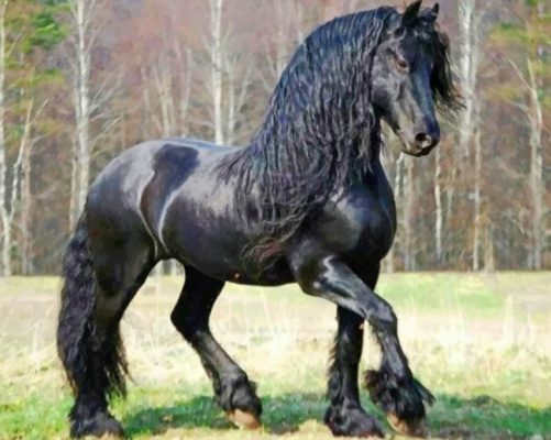 Friesian-horse-paint-by-number