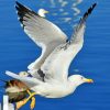 Gull-Flight-Bird-paint-by-numbers