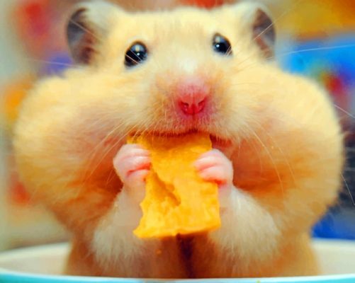 Hamster-Eating-Chips-paint-by-numbers