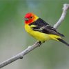 Western Tanager Bird Paint by numbers