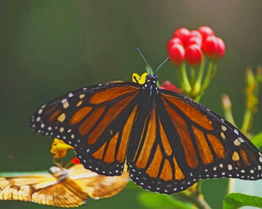 Yellow-And-Black-Butterfly-On-Leaf-paint-by-number