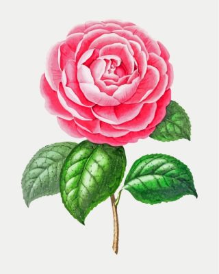 artistic-camellia-flower-paint-by-numbers