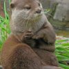 asian-small-otter-paint-by-numbers