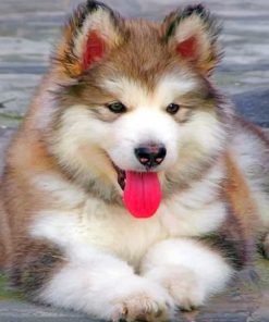 baby-fluffy-alaskan-malamute-paint-by-numbers