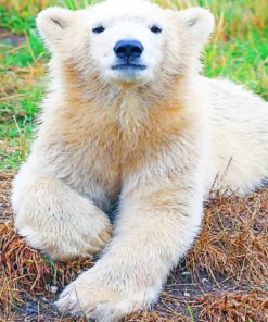 baby-polar-bear-paint-by-number