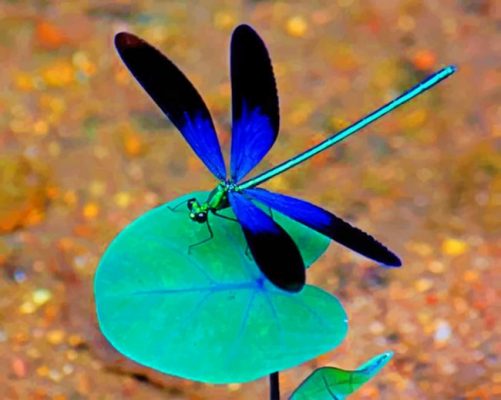 black-and-blue-dragonfly-paint-by-numbers