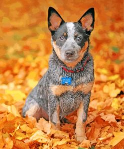 blue-heeler-pet-paint-by-numbers