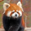 cute-red-panda-paint-by-numbers