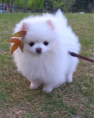 cute-white-pomeranian-paint-by-numbers