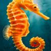 Orange Seahorse Paint by numbers