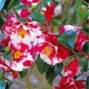 wild-camellias-paint-by-numbers