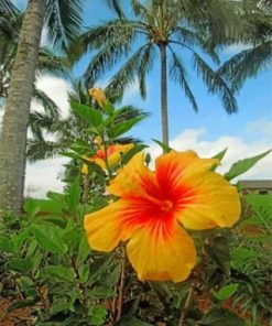 Yellow Hibiscus Paint by numbers