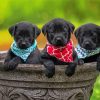 Aesthetic Black Lab Paint By Numbers