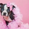 Aesthetic Female Boston Terrier Paint By Numbers