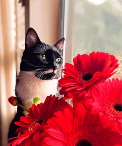 Aesthetic Black Cat With Red Flowers Paint By Numbers