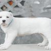 Alabai White Dog Paint By Number