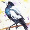 Australian Magpie Splatter Art Paint By Numbers