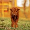 Cute Baby Highland Cow Paint By Numbers