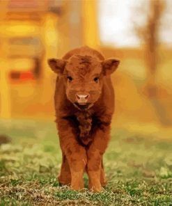 Cute Baby Highland Cow Paint By Numbers