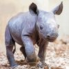 Baby Rhino Animal Paint By Numbers