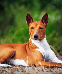 Basenji Dog Pet Paint By Numbers