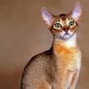 Beautiful Abyssinian Cat Paint By Numbers