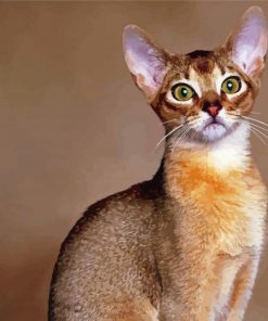 Beautiful Abyssinian Cat Paint By Numbers