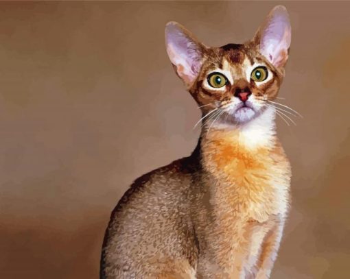 Beautiful Abyssinian Cat Paint By Numbers