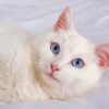 Beautiful White Cat With Blue Eyes On Bed Paint By Numbers