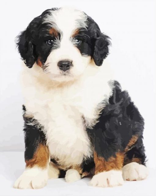 Bernedoodle Puppy Paint By Numbers