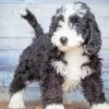 Black And White Bernedoodle Puppy Paint By Numbers