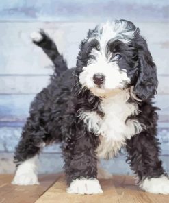 Black And White Bernedoodle Puppy Paint By Numbers