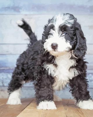 Black And White Bernedoodle Puppy Paint By Numbers